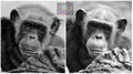 Lae Chimpanzee Lily Artwork (24x22 cm)